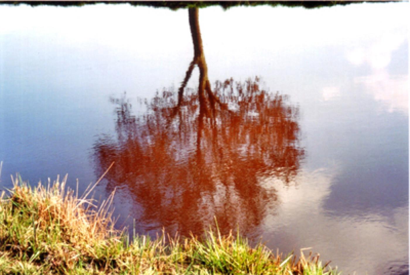 Roter Baum